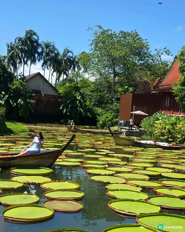 航拍荷花池📸美食，打卡，按摩，大自然 😍