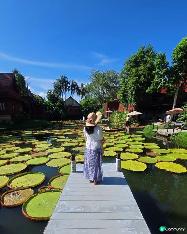 航拍荷花池📸美食，打卡，按摩，大自然 😍