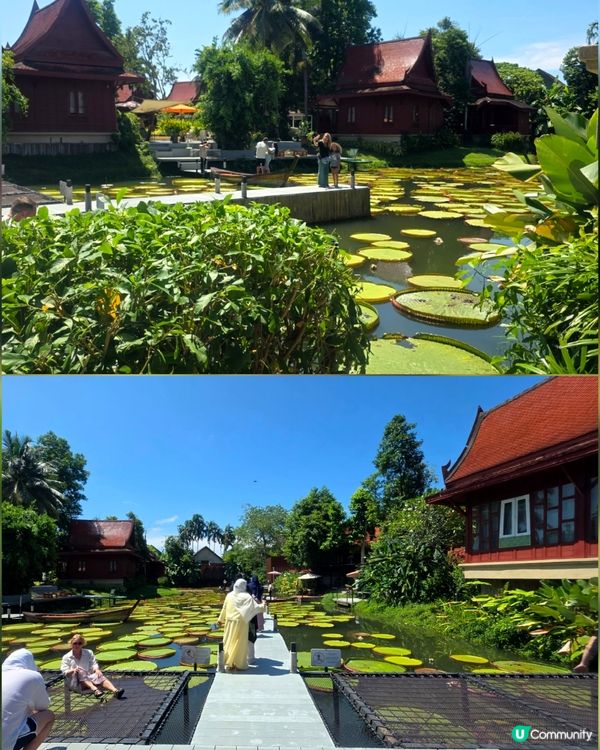 航拍荷花池📸美食，打卡，按摩，大自然 😍