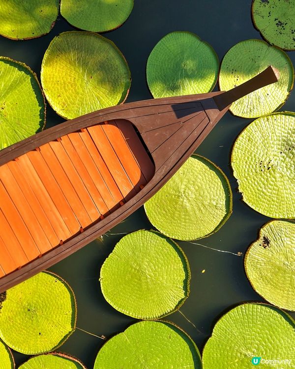 航拍荷花池📸美食，打卡，按摩，大自然 😍