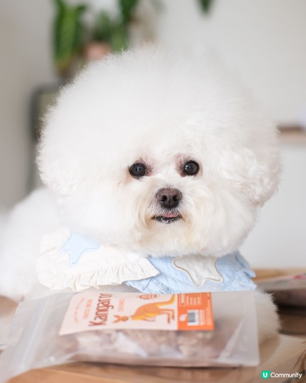 估下咩嚟？🤤 寵物零食大放送！