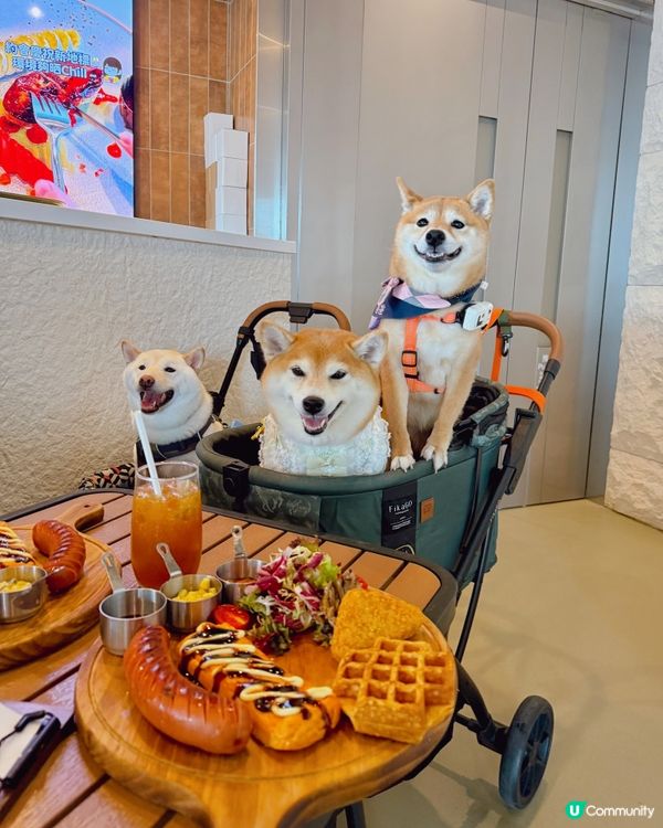 帶狗狗食西日式料理