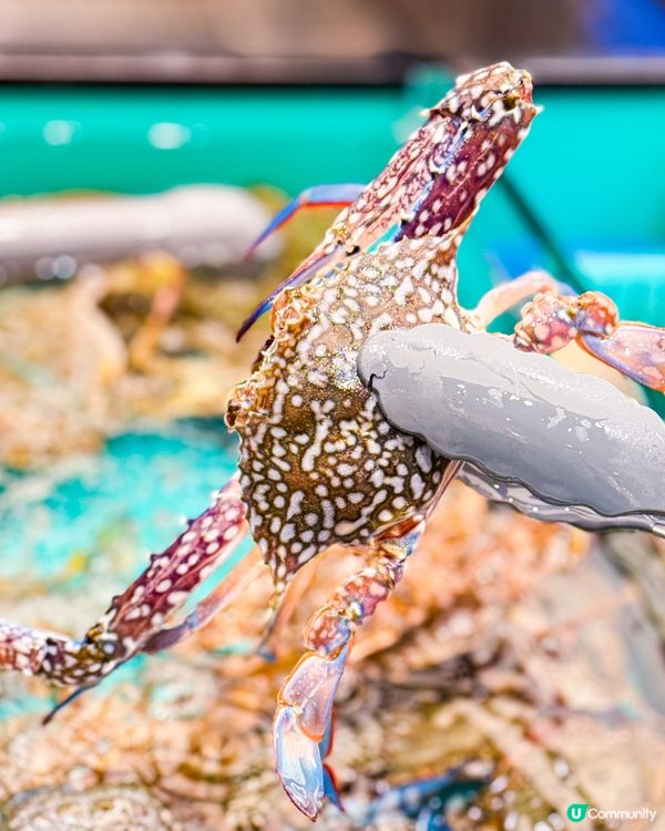 🎉旺角特大新店  即撈海鮮火鍋放題🦀