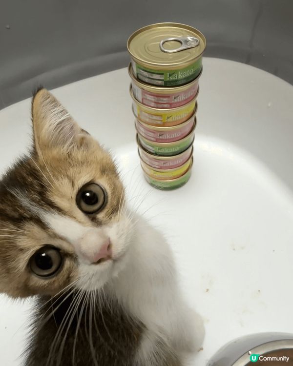 屋企有兩隻好乖既貓貓，平時兩隻貓貓好似兄弟咁好鐘意一齊玩，而...