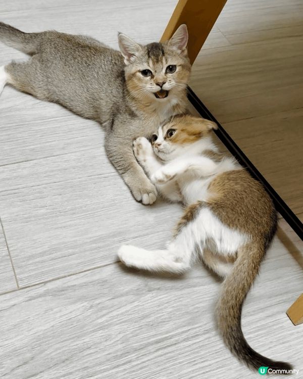 屋企有兩隻好乖既貓貓，平時兩隻貓貓好似兄弟咁好鐘意一齊玩，而...