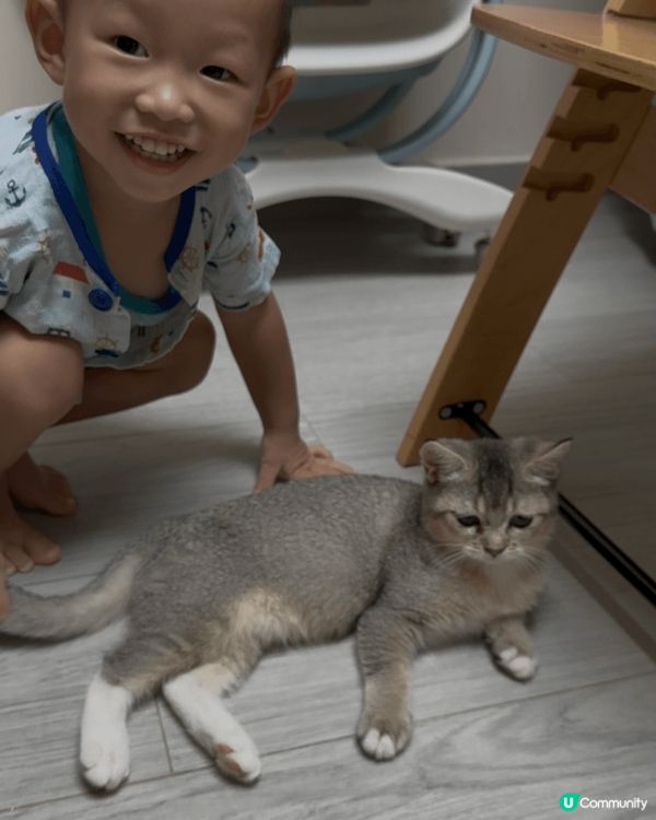 屋企有兩隻好乖既貓貓，平時兩隻貓貓好似兄弟咁好鐘意一齊玩，而...