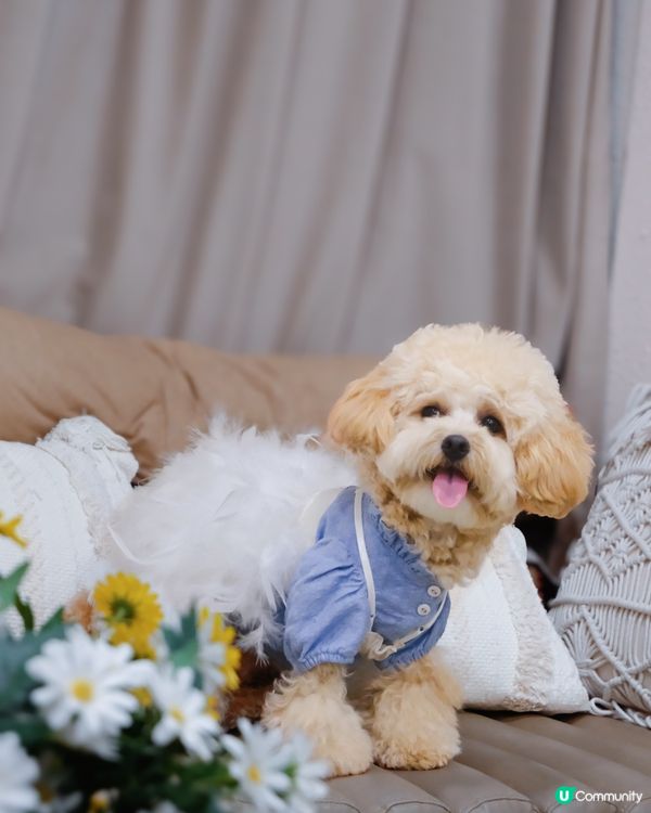 長沙灣寵物有善ᴄᴀғᴇ☕️