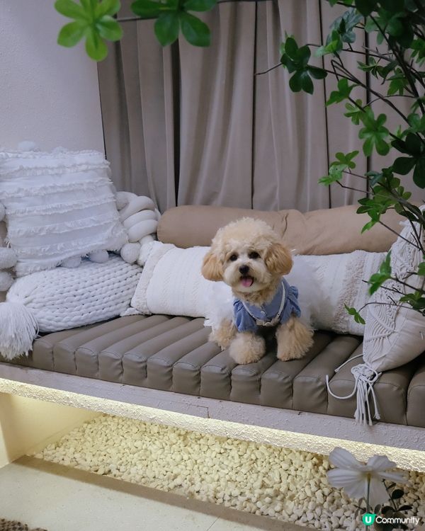 長沙灣寵物有善ᴄᴀғᴇ☕️