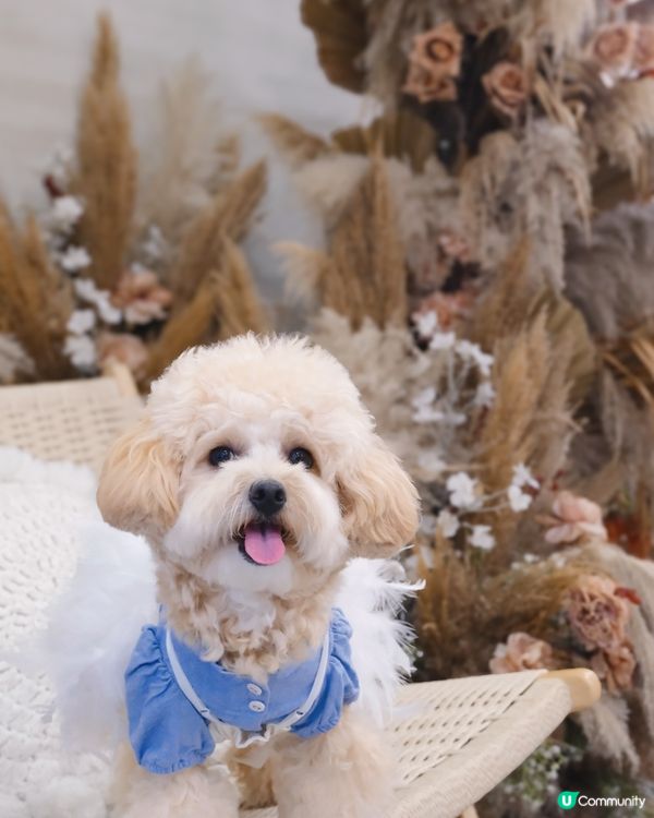 長沙灣寵物有善ᴄᴀғᴇ☕️