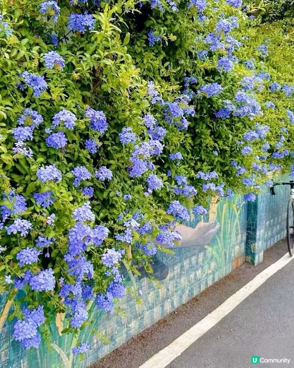 🪻🪻我愛花花之崖口村藍雪花+稻田遊 🌾！ 靚到爆！