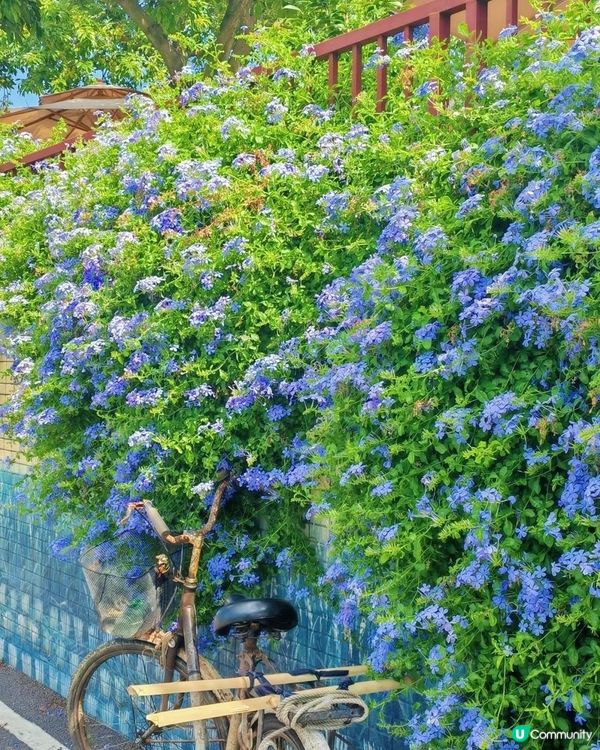 🪻🪻我愛花花之崖口村藍雪花+稻田遊 🌾！ 靚到爆！