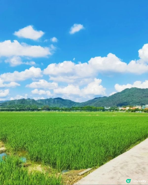 🪻🪻我愛花花之崖口村藍雪花+稻田遊 🌾！ 靚到爆！