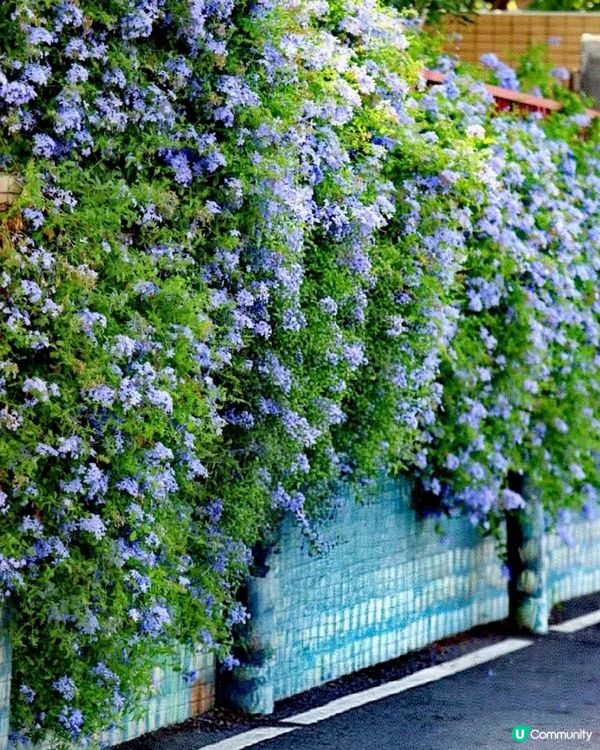 🪻🪻我愛花花之崖口村藍雪花+稻田遊 🌾！ 靚到爆！