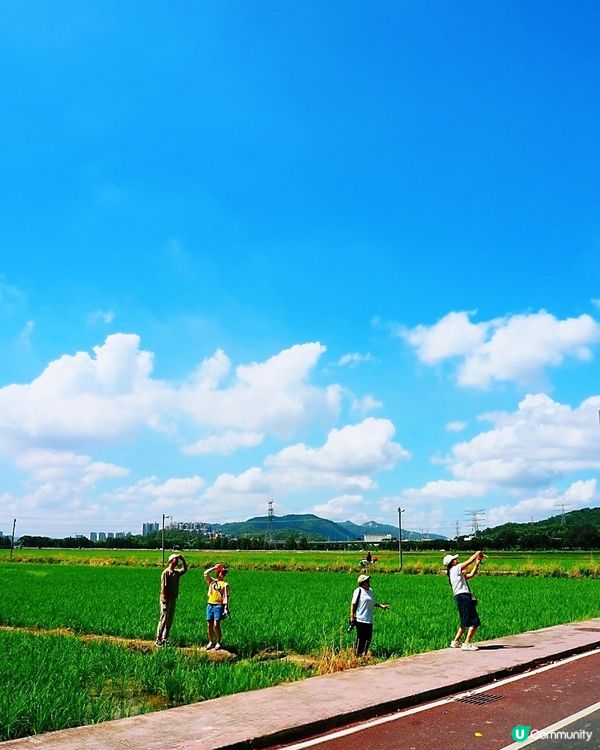 🪻🪻我愛花花之崖口村藍雪花+稻田遊 🌾！ 靚到爆！