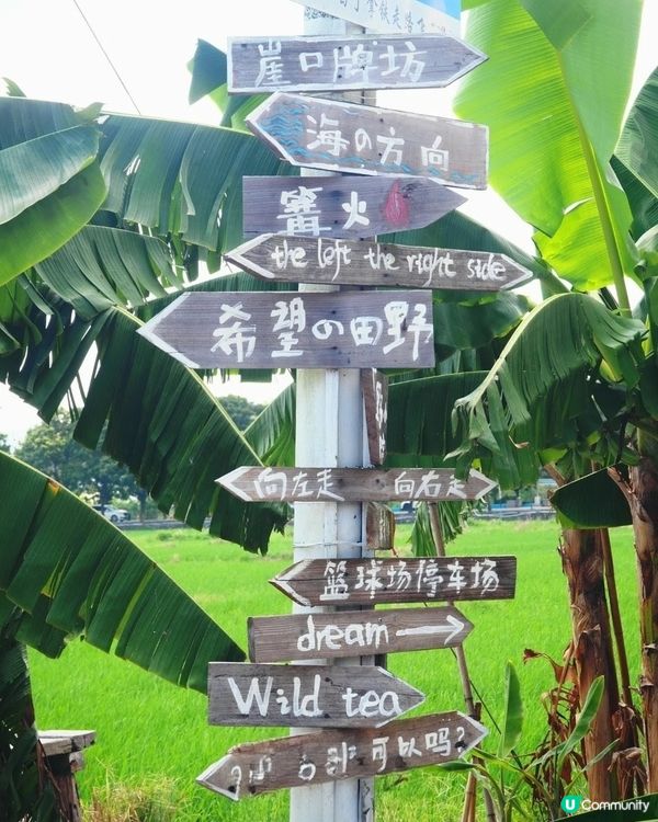 🪻🪻我愛花花之崖口村藍雪花+稻田遊 🌾！ 靚到爆！