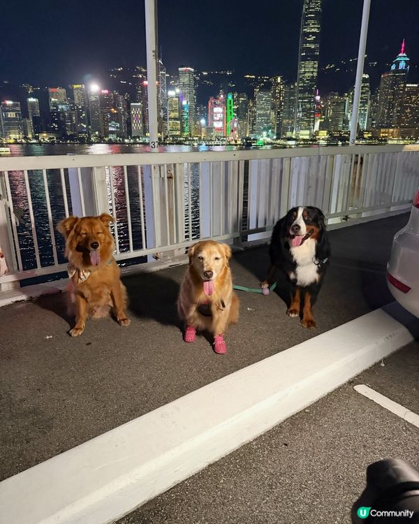 🛟🐶Chill夜遊維港🛳️⚓️