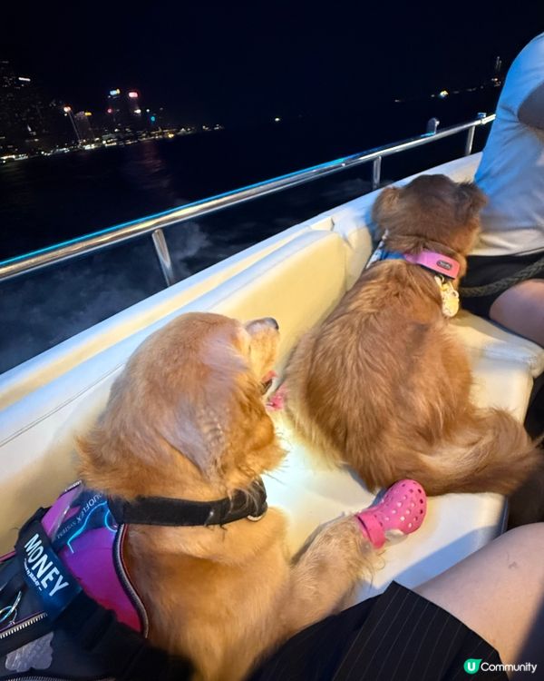 🛟🐶Chill夜遊維港🛳️⚓️