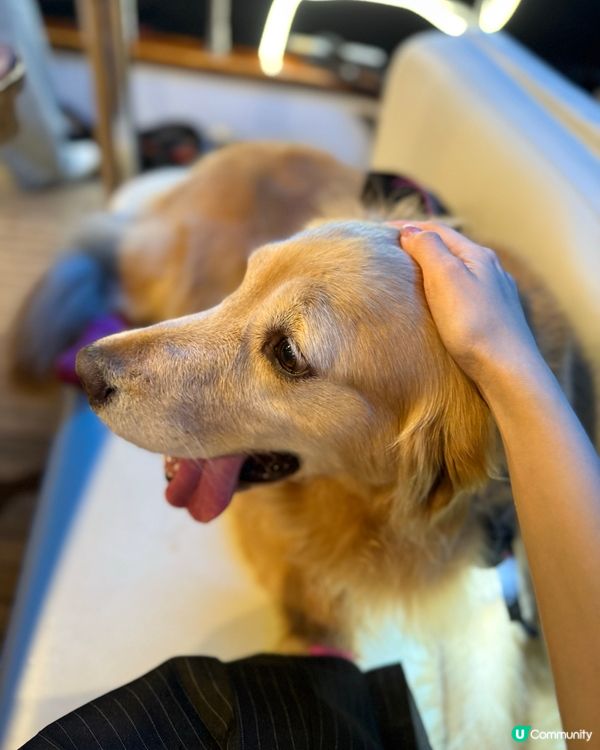 🛟🐶Chill夜遊維港🛳️⚓️