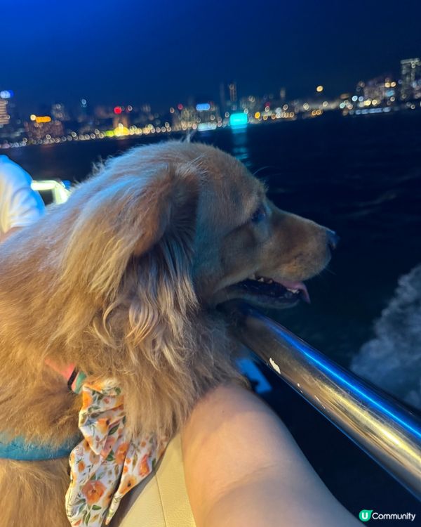 🛟🐶Chill夜遊維港🛳️⚓️