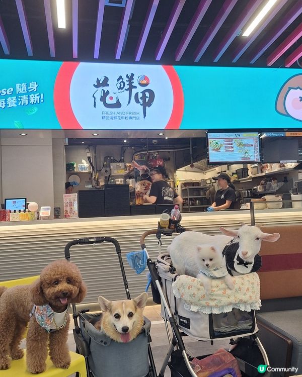 枝竹心心慶功！寵物友善食肆嚟啦🥳！