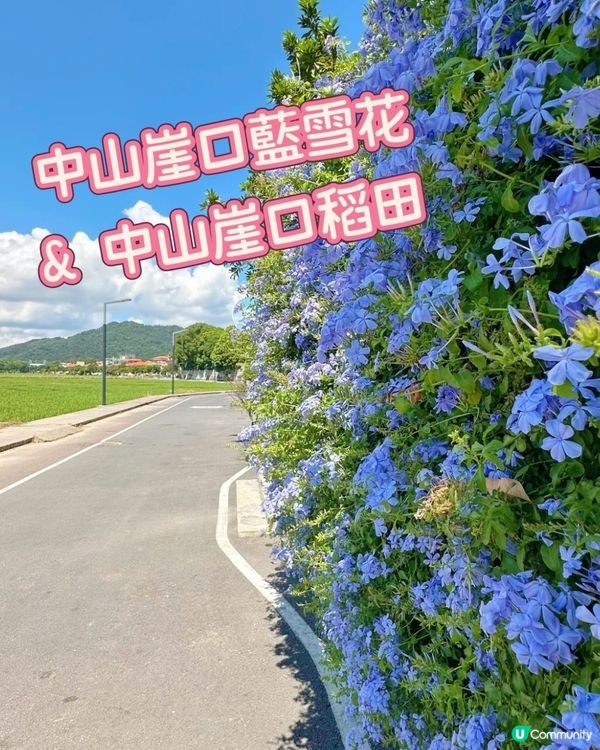 🪻🪻我愛花花之崖口村藍雪花+稻田遊 🌾！ 靚到爆！