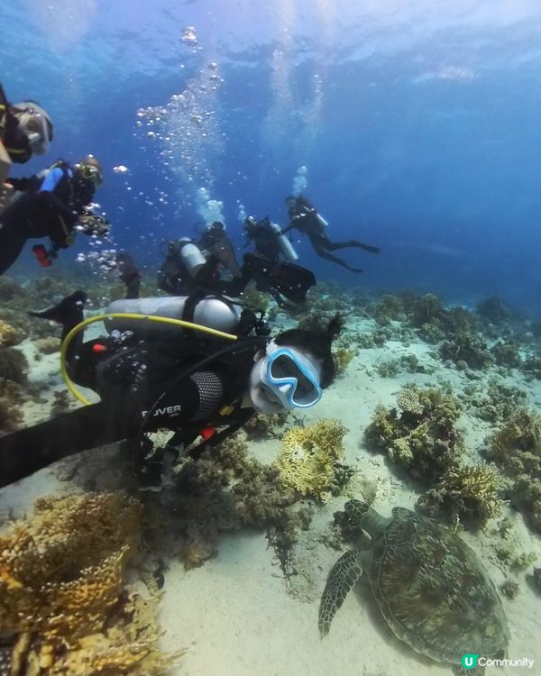 埃及自由行遊記:深入紅海之藍🤿1/3 vol 17