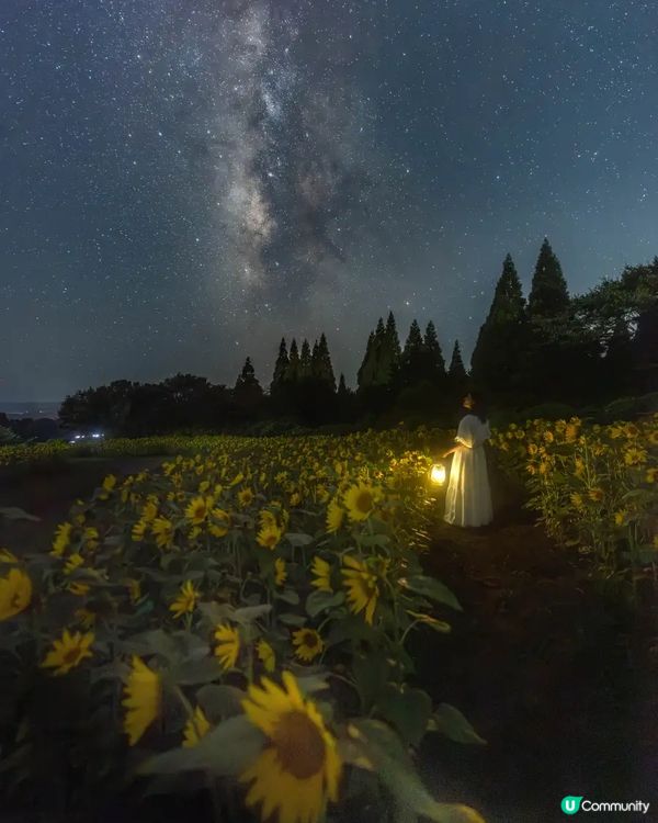 浪漫夜間花海燈光活動🌌