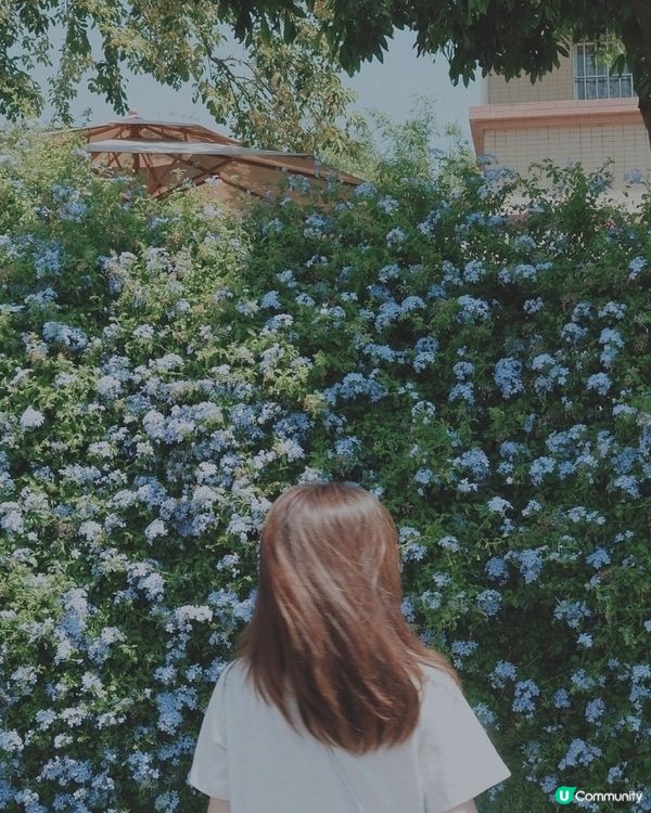 🪻🪻我愛花花之崖口村藍雪花+稻田遊 🌾！ 靚到爆！