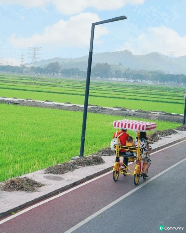🪻🪻我愛花花之崖口村藍雪花+稻田遊 🌾！ 靚到爆！