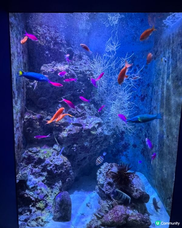 【沖繩美麗海水族館】✨🐳🐋🪼