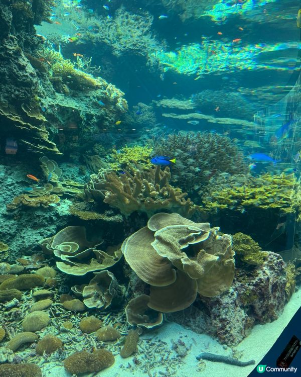 【沖繩美麗海水族館】✨🐳🐋🪼