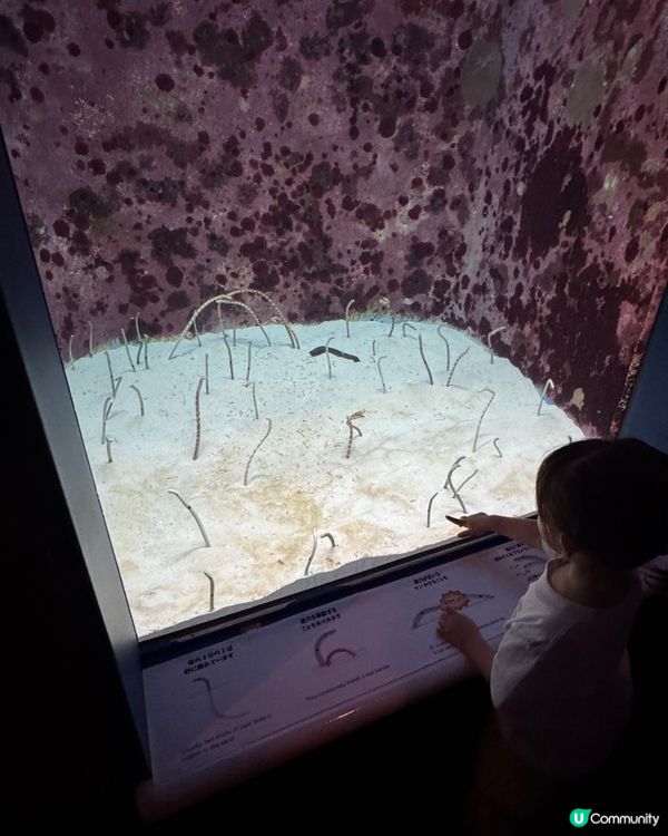 【沖繩美麗海水族館】✨🐳🐋🪼