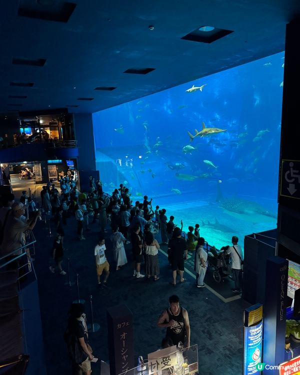 【沖繩美麗海水族館】✨🐳🐋🪼