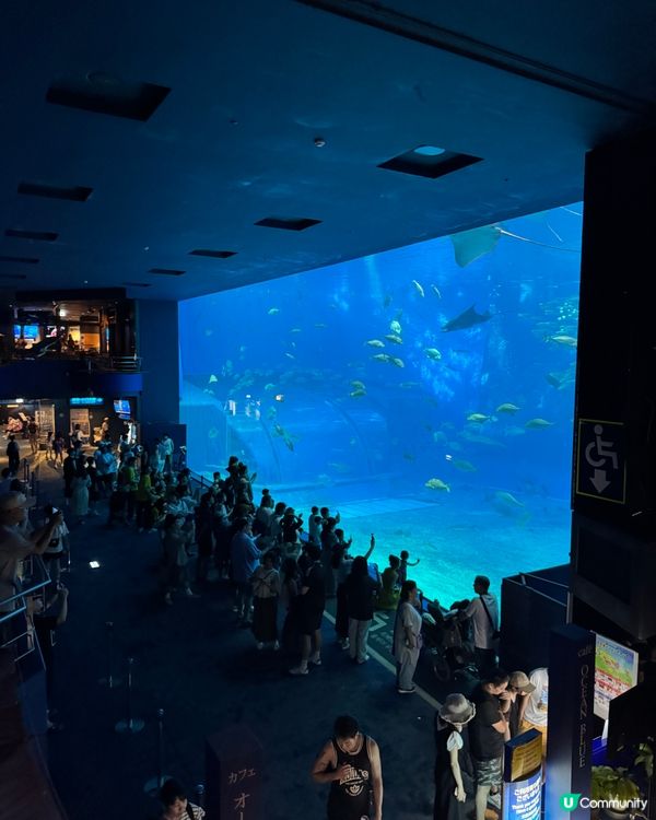 【沖繩美麗海水族館】✨🐳🐋🪼