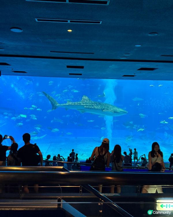 【沖繩美麗海水族館】✨🐳🐋🪼