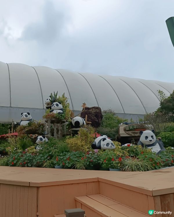 香港海洋公園好適合一家大細去玩，可以睇動物同玩機動遊戲，裡面...