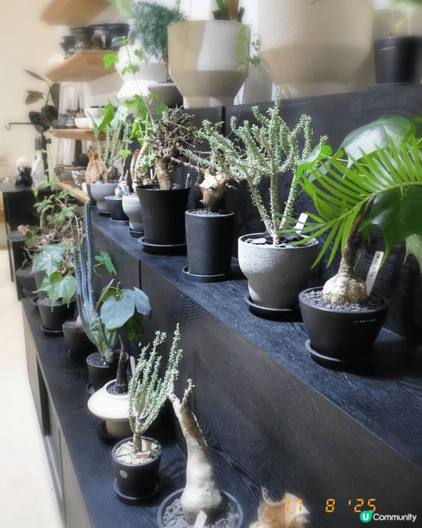 喺銅鑼灣鬧市小巷，「Sunsi Co」盆栽店靜候知音。店主搜...