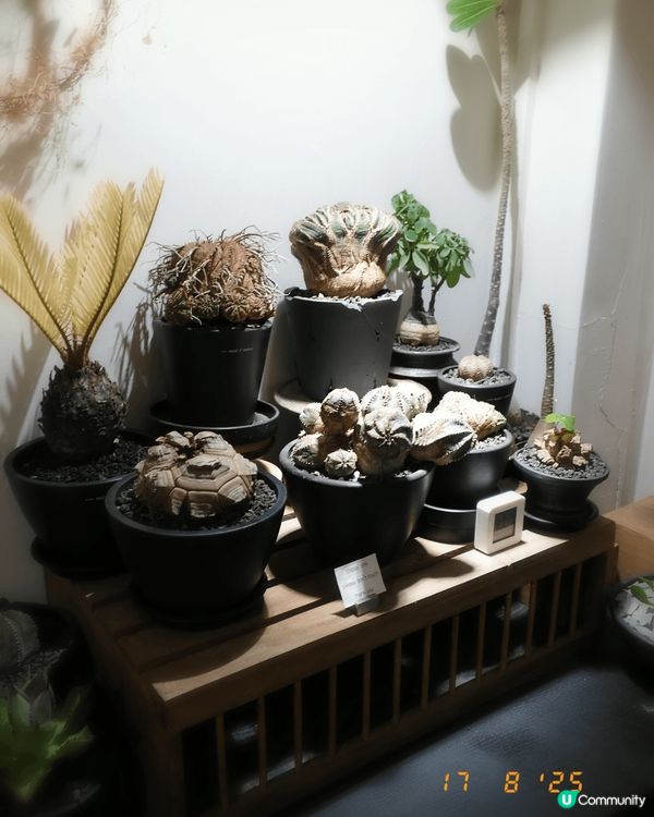 喺銅鑼灣鬧市小巷，「Sunsi Co」盆栽店靜候知音。店主搜...