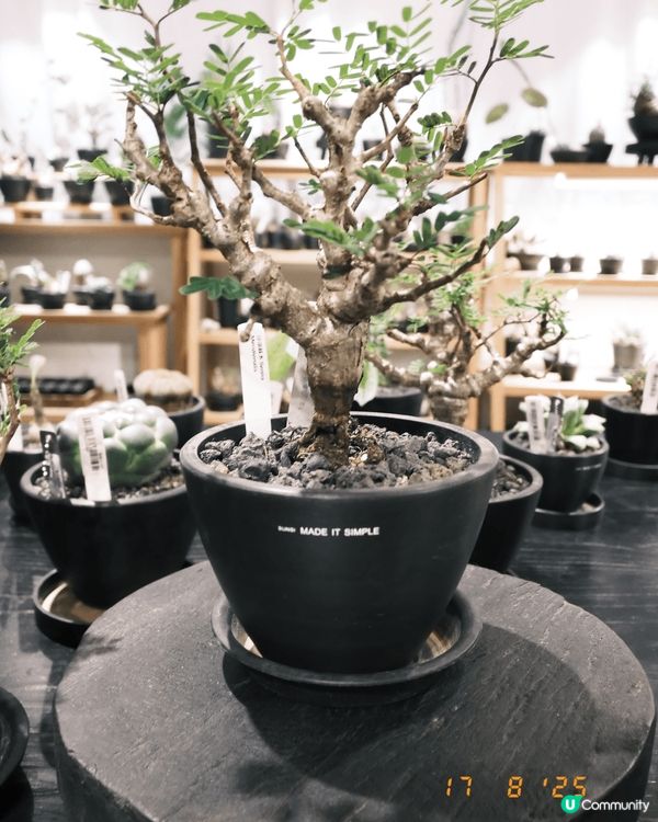 喺銅鑼灣鬧市小巷，「Sunsi Co」盆栽店靜候知音。店主搜...