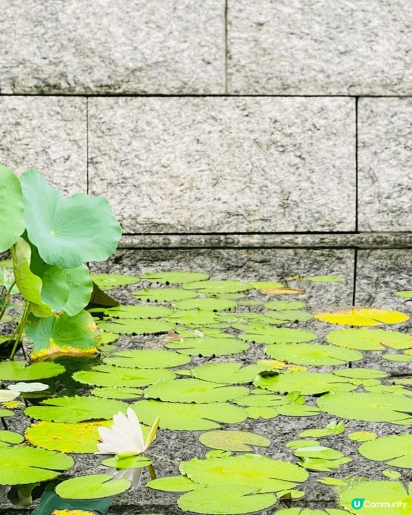 想遠離喧囂，走入一片禪意淨土，推薦你到香港大埔的慈山寺，這里...