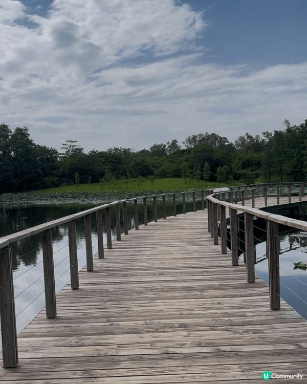 香港濕地公園是一個絕佳的攝影熱點，翠綠的植物與清澈的水面相映...