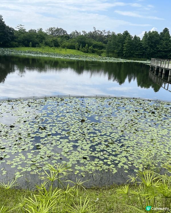 香港濕地公園是一個絕佳的攝影熱點，翠綠的植物與清澈的水面相映...