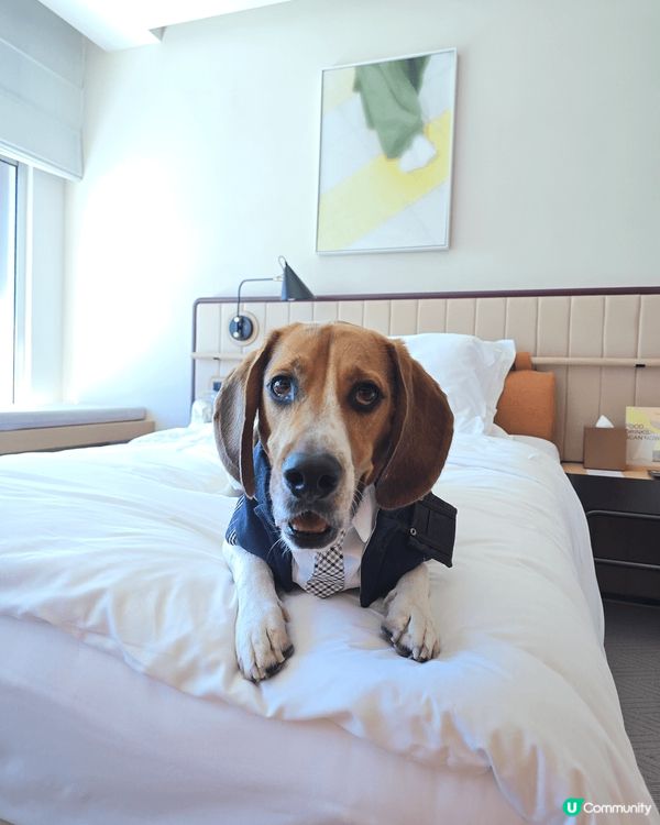 Pet friendly黃竹坑the arca hotel....