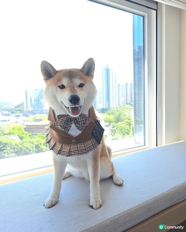 Pet friendly黃竹坑the arca hotel....