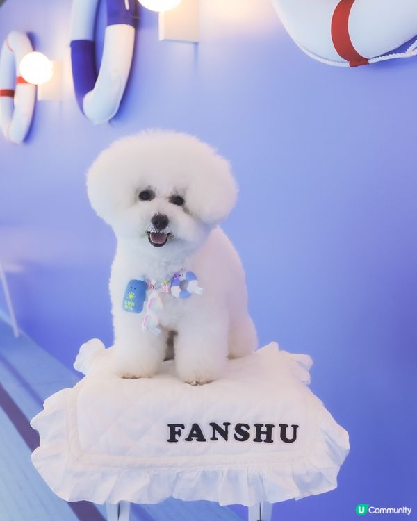 帶埋毛孩游乾水！南豐紗廠夏日必去 🐶💦