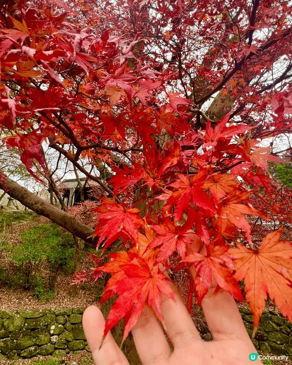 福岡的海上鳥居是非常獨特且寧靜的景點，這個鳥居並非孤立在海中...