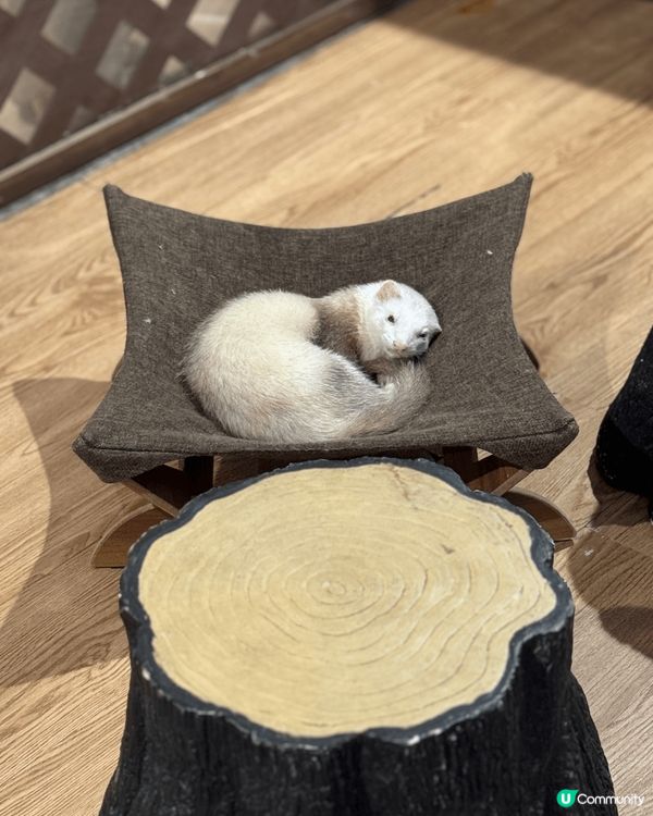 大阪Animeal 動物咖啡店 這個店有熊狸