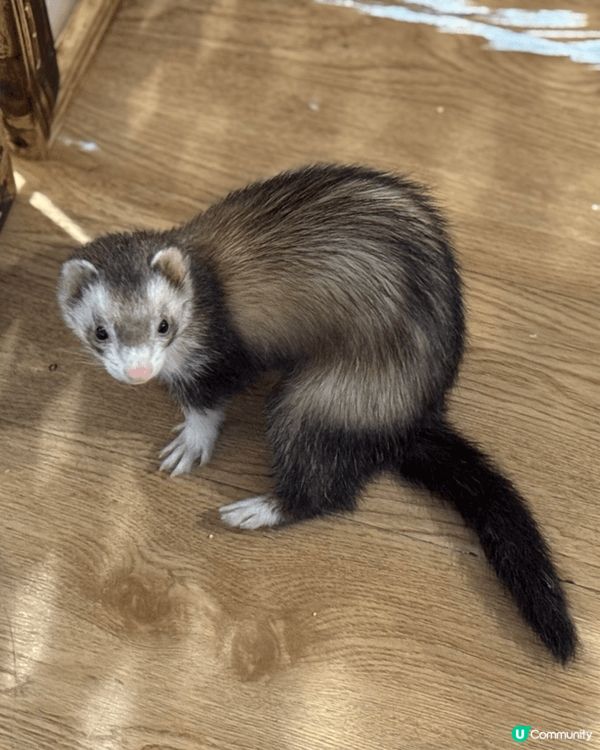 大阪Animeal 動物咖啡店 這個店有熊狸