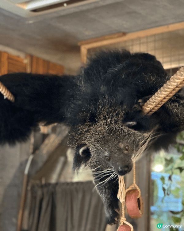 大阪Animeal 動物咖啡店 這個店有熊狸