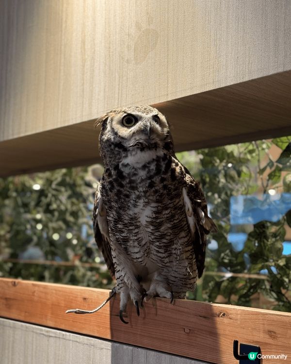 大阪Animeal 動物咖啡店 這個店有熊狸